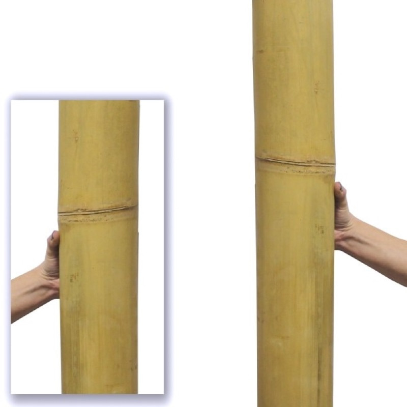 Giant Bambù Ø 11-13cm