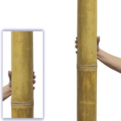 Giant Bambù Ø 9-10cm