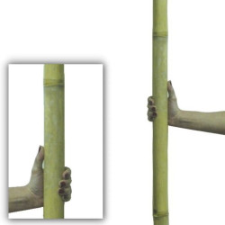 Bambou Apus Ø 4-5cm