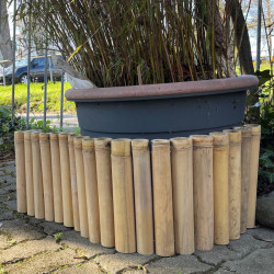 copie de Bambou Apus Ø 5-6cm