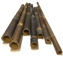 Bambou Java Ø 5-6cm