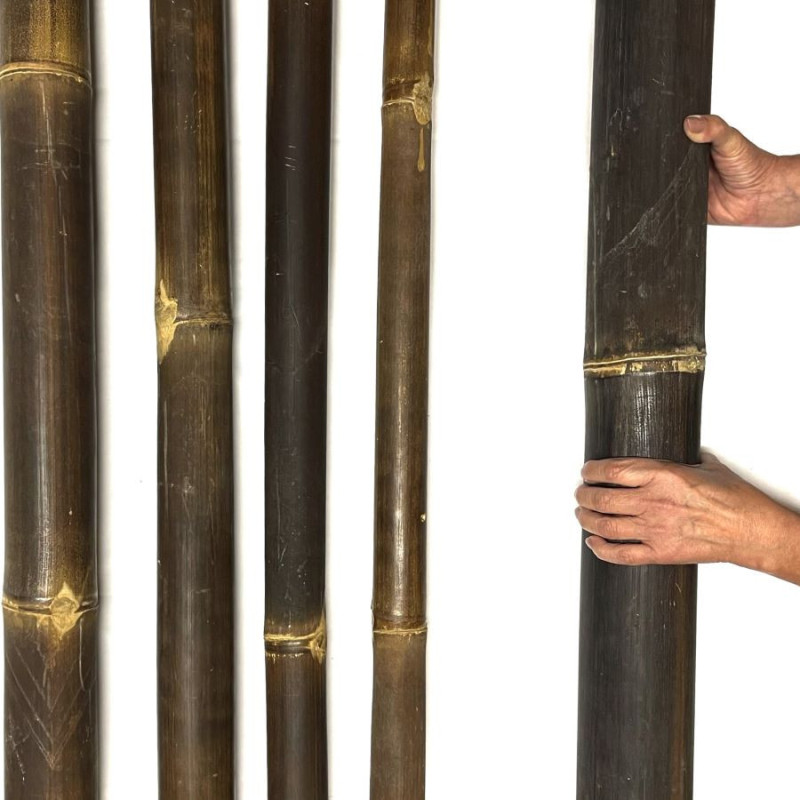 Bambou Java Ø 8-9cm