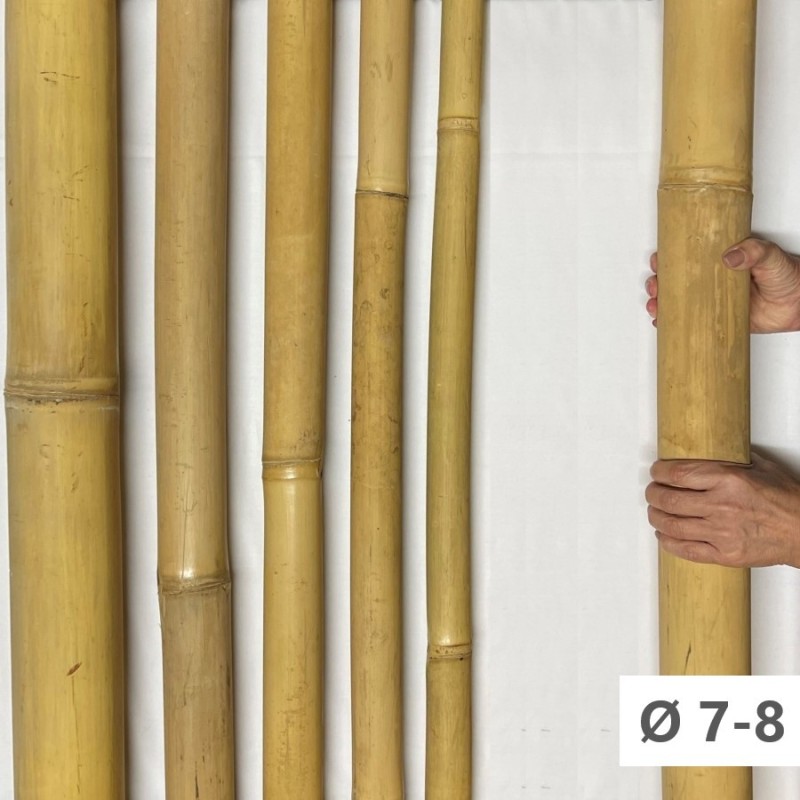 Apus Bambusrohr mit Umfang 7-8cm