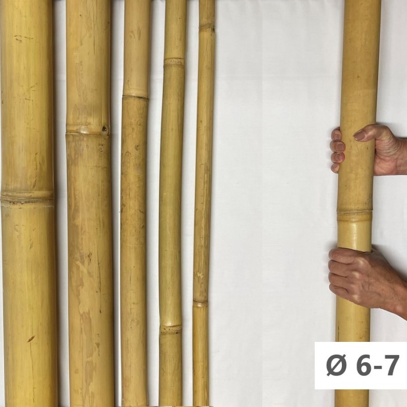 Bambou Apus Ø 6-7cm