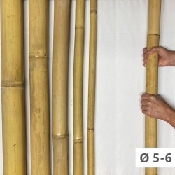Apus Bambù  Ø 5-6cm