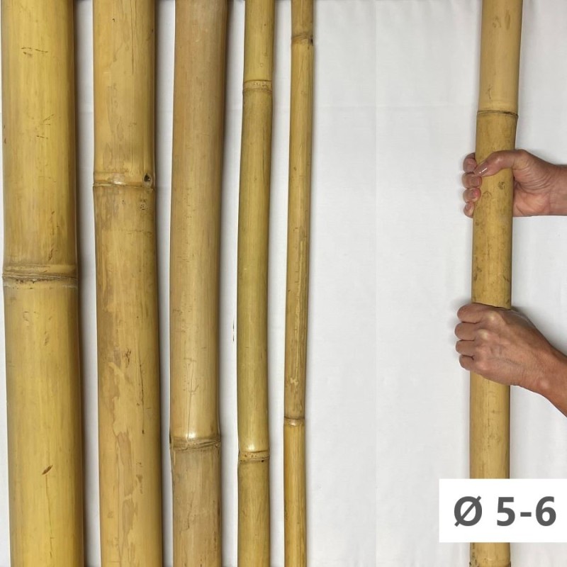 Apus Bambusrohr mit Umfang 5-6cm