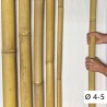 Bambou Apus Ø 4-5cm