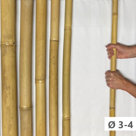 Apus Bambusrohr mit Umfang 3-4cm