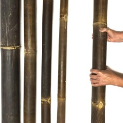 Dettaglio canna di bambù Java – corteccia di bambù naturalmente scura