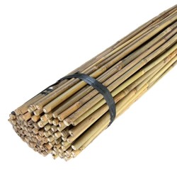 Aste in bambù Tonkin in diverse lunghezze – dritte e resistenti