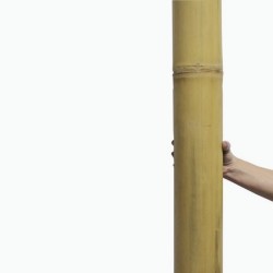 Canne di bambù Giant dall’Indonesia – canne di bambù extra robuste per grandi progetti!
