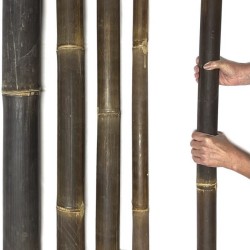 Canna di bambù nero Java Ø 5–6 cm – canna di bambù marrone scuro dall’Indonesia