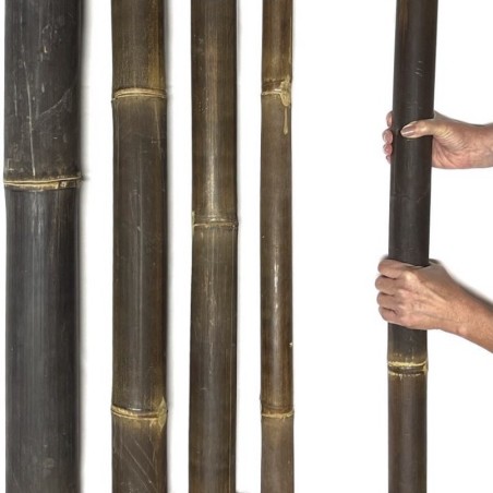 Black Bambusrohr Java Ø 5–6 cm – dunkelbraunes Bambusrohr aus Indonesien