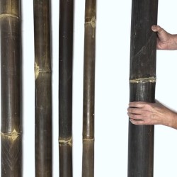 Tiges en bambou noir de Java – tiges en bambou pour le Shibari