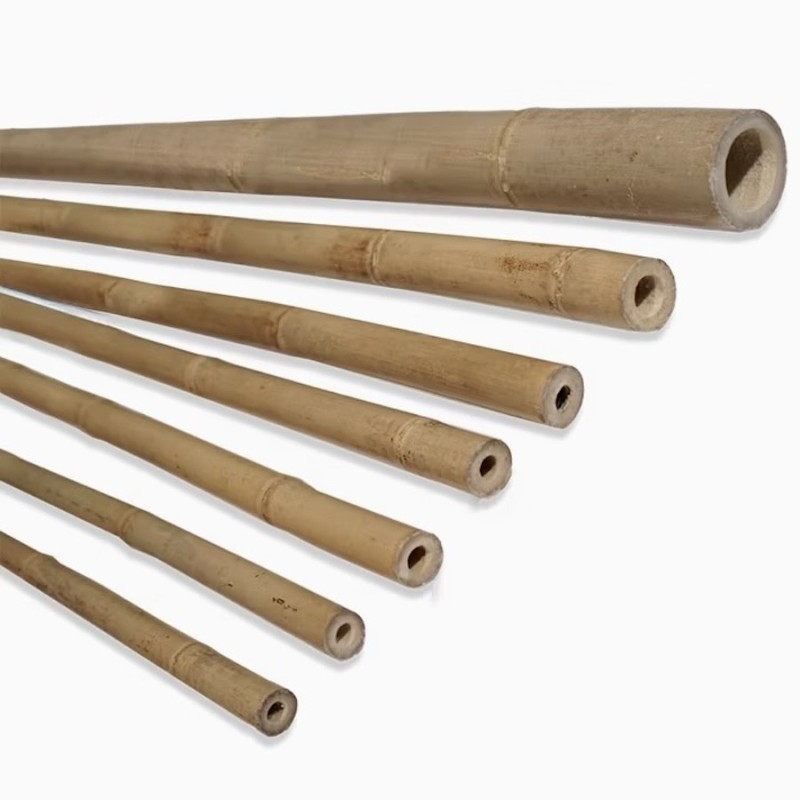 Bambù Tonkin 150 Ø 15–20 mm – canna bambù giardino