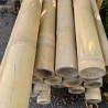 Detail Giant Bambusrohr – natürliche Oberfläche und massive Wandstärke