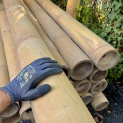 Handverlesene Giant Bambusrohre mit Zuschnitt – geprüft und rissfrei