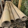 Giant Bambusrohre direkt ab Lager Suhr (AG) – bis 4 m Länge erhältlich