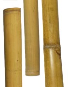 GIANT BAMBUSROHR