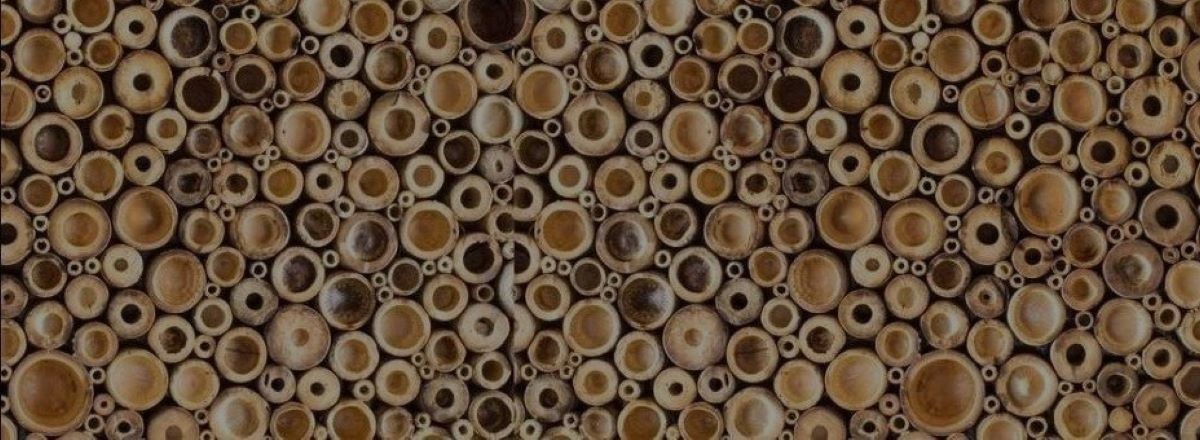 Bambusrohre von DICK bis DÜNN!